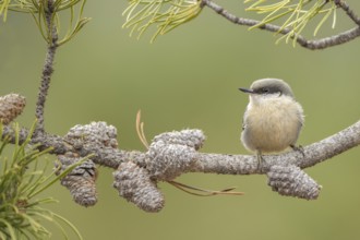 Pygmy Nuthatch (Sitta pygmaea) perched on a conifer branch, Colorado, USA