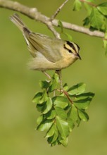 Worm-eating Warbler (Helmitheros vermivorum), Texas, USA