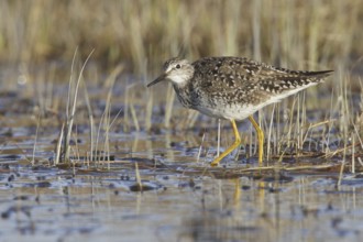 Lesser Yellowlegs (Tringa flavipes), Manitoba, Canada