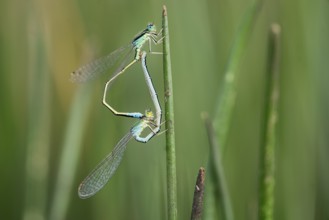 Two dragonflies are captured in a moment of mating on a green reed, set against the lush backdrop