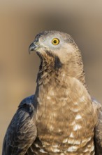 European Honey Buzzard (Pernis apivorus), Eilat, Israel