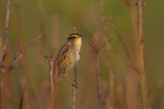 Aquatic Warbler (Acrocephalus paludicola), Poland