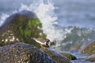 Ruddy Turnstone (Arenaria interpres) juvenile, Mecklenburg-Western Pomerania, Germany