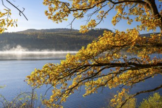 Autumn forest at Innerstestausee in the Harz Mountains, Innerstestausee, Goslar, Lower Saxony,