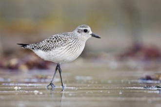 Grey Plover (Pluvialis squatarola), Asturias, Spain