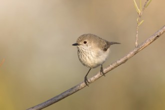 Inland Thornbill (Acanthiza apicalis), Northern Territory, Australia