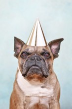 Fawn French Bulldog dog with birthday party hat in front of light blue studio background