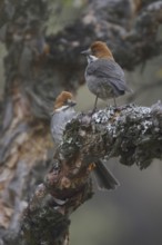 Rufous-eared Brushfinch (Atlapetes rufigenis), Central Highlands, Peru