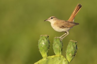 Rufous-tailed Scrub Robin (Cercotrichas galactotes) perched on a cactus, Extremadura, Spain