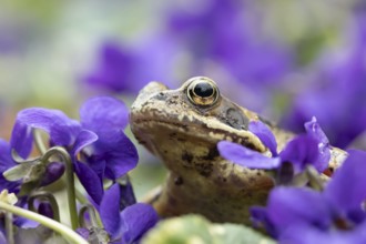 Common frog (Rana temporaria) adult amphibian amongst garden viola flowers in spring, Suffolk,