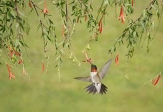 Ruby-throated Hummingbird (Archilochus colubris) male flying while feeding on flower nectar, Texas,