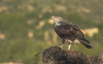 Majestic Bonelliâ€™s eagle stands alert atop a rugged, rocky outcrop in Valencia. The backdrop