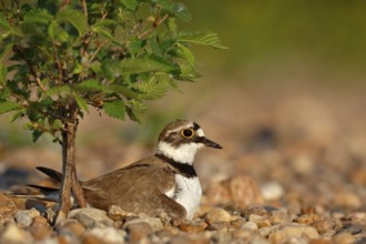 Little Ringed Plover (Charadrius dubius) on nest, Saxony-Anhalt, Germany