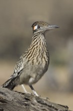 Greater Roadrunner (Geococcyx californianus), Arizona, USA