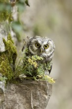 Boreal Owl (Aegolius funereus) captive, Germany
