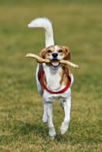 Beagle with branch in mouth jumps across meadow, Switzerland