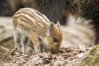 Wild boar (Sus scrofa) piglet standing in a forest, Bavaria, Germany