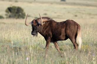 White-tailed wildebeest (Connochaetes gnou), adult, alert, Mountain Zebra National Park, Eastern