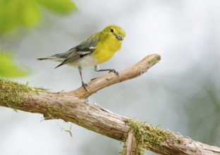 Yellow-throated Vireo (Vireo flavifrons) perched on a branch, Texas, USA