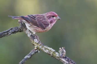 Purple Finch (Haemorhous purpureus) male, Ontario, Canada