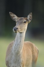 A stag gazes attentively, surrounded by a natural environment, red deer (Cervus elaphus), Bavaria