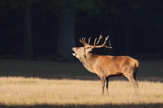 Red deer (Cervus elaphus), roaring in the rutting season, Arnsberg Forest, North Rhine-Westphalia,