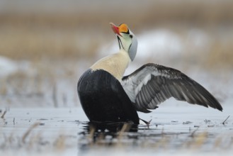 King Eider (Somateria spectabilis) male, Alaska, USA