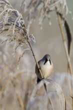 Bearded reedling (Panurus biarmicus) male foraging for seeds on a reed stalk covered with frost in
