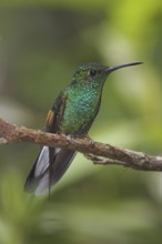 Stripe-tailed Hummingbird (Eupherusa eximia), Costa Rica