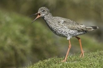 Common Redshank (Tringa totanus), Iceland