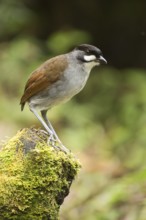 Jocotoco Antpitta (Grallaria ridgelyi), Tapichalaca Reserve, Ecuador