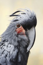 Palm cockatoo (Probosciger aterrimus), portrait, captive, occurring in Australia and New Guinea