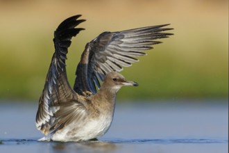 Hemprich's Gull, (Ichthyaetus hemprichii), (Larus hemprichii), Fish Eagle Gull Salalah, Raysut,