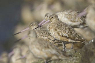 Marbled Godwit (Limosa fedoa), Washington, USA