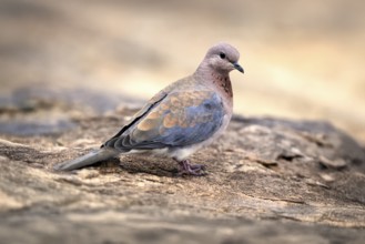 Palm Pigeon (Spilopelia senegalensis), adult, on the ground, alert, Mountain Zebra National Park,