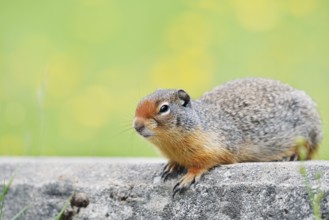 Columbia ground squirrel (Urocitellus columbianus, Spermophilus columbianus), Yoho National Park,