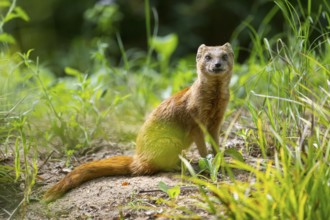Yellow Mongoose or red meerkat (Cynictis penicillata) sitting on the ground, Germany