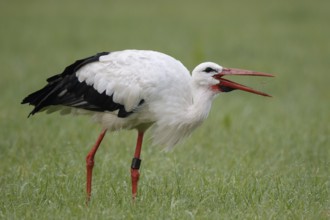 White Stork (Ciconia ciconia) eating an insect, North Rhine-Westphalia, Germany