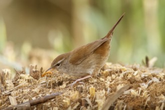 Cetti's Warbler (Cettia cetti), on floor eating a worm, Castile-La Mancha, Spain