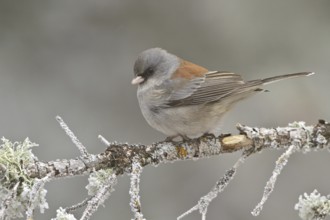 Grey-headed Junco (Junco hyemalis caniceps), New Mexico, USA