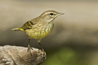 Palm Warbler (Setophaga palmarum hypochrysea), Florida, USA