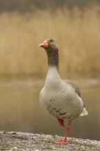 Greylag Goose (Anser anser), Bavaria, Germany