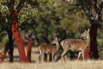 Red deer, (Cervus elaphus), young animal, animals, mammals, female with young animal, El Millaron