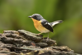 Rufous-chested Flycatcher (Ficedula dumetoria) male, Selangor, Malaysia