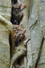 Tarsier family on the big tree. Spectral Tarsier, Tarsius spectrum, hidden portrait of rare