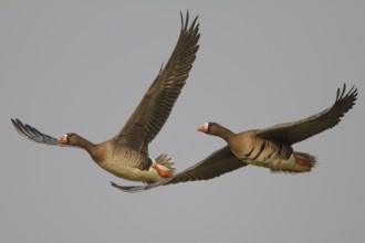 Greater White-fronted Goose (Anser albifrons) juvenile and adult flying, North Rhine-Westphalia,