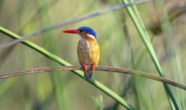 Crested Pygmy Kingfisher (Corythornis scalloped ribbonfish), bird sitting on a branch, Mabamba