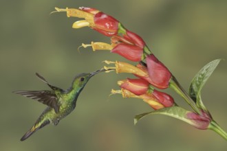 Green-breasted Mango (Anthracothorax prevostii), Costa Rica