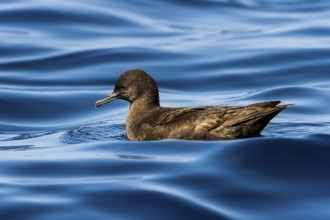 Sooty Shearwater (Ardenna grisea), Eilat, Israel