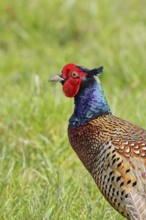 Pheasant, hunting pheasant (Phasianus colchicus), adult male bird in a meadow, animal portrait,
